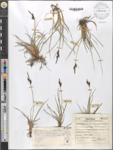 Carex fusca Bell. et All. var. curvata (Fleischer) Asch. et Gr. ad subvar. fuliginosam (A. Br.) Suess. vergens