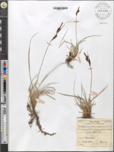 Carex fusca Bell. et All. var. curvata (Fleischer) Asch. et Gr. fo. polyandra (Schkuhr) Kueken. subvar. fuliginosa (A. Br.) Suess.
