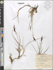 Carex fusca Bell. et All. var. curvata (Fleischer) Asch. et Gr. fo. polyandra (Schkuhr) Kueken. subvar. fuliginosa (A. Br.) Suess.