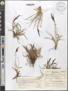 Carex fusca Bell. et All. var. curvata (Fleischer) Asch. et Gr. fo. oxylepis (Sanio) Kuekenth.