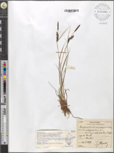 Carex fusca Bell. et All. var. curvata (Fleischer) Asch. et Gr. subvar. polygama (Peterm.) Suess.
