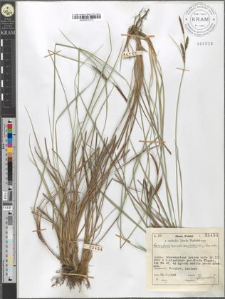 Carex fusca Bell. et All. var. elatior (Lang) Asch. et Gr.