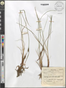 Carex fusca Bell. et All. var. elatior (Lang) Asch. et Gr. fo. badia Sanio