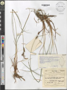 Carex fusca Bell. et All. var. elatior (Lang) Asch. et Gr. fo. badia Sanio
