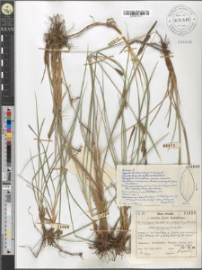 Carex fusca Bell. et All. var. elatior (Lang) Asch. et Gr. subvar. basigyna (Rchb.) Asch.