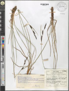 Carex fusca Bell. et All. var. elatior (Lang) Asch. et Gr. subvar. fuliginosa (A. Br.) Suess.
