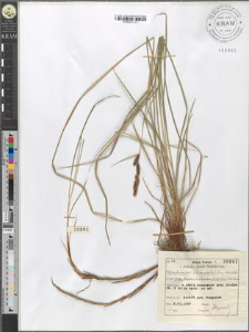 Carex fusca Bell. et All. var. elatior (Lang) Asch. et Gr. subvar. fuliginosa (A. Br.) Suess.