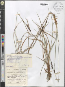 Carex fusca Bell. et All. var. elatior (Lang) Asch. et Gr. subvar. recta (Fleischer) Asch. et Gr. subvar. Fuliginosa (A. Br.) Suess.