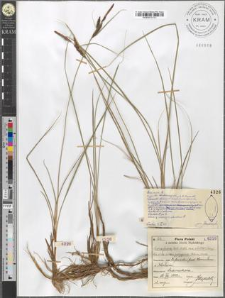 Carex fusca Bell. et All. var. elatior (Lang) Asch. et Gr. subvar. polygama (Peterm.) Suess.