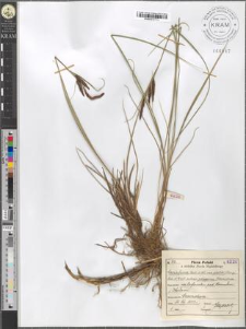 Carex fusca Bell. et All. var. elatior (Lang) Asch. et Graeb. subvar. polygama (Peterm.) Suess.