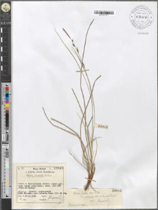 Carex juncella Th. Fries