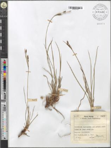 Carex juncella Th. Fries fo. polyandra mihi