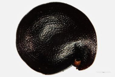 Suaeda maritima (L.) Dumort.