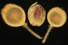 Alyssum calycinum L.