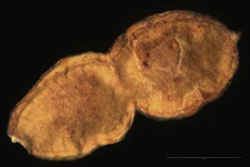 Hedysarum obscurum L.