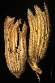 Nepeta grandiflora M.B.