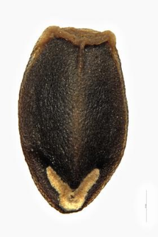 Dracocephalum moldavica L.