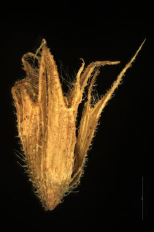 Stachys arvensis L.