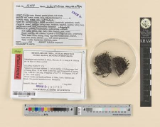 Schistidium mucronatum H. Blom, Shevock, D. G. Long & R. Ochyra