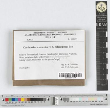 Cortinarius anomalus Fr. fo. f.calcialpinus Bon