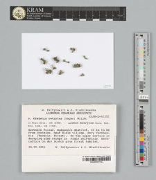 Cladonia botrytes (Hagen) Willd.