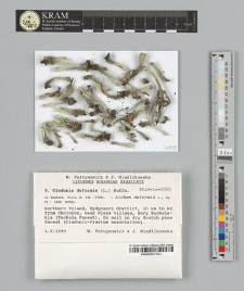 Cladonia deformis (L.) Hoffm. 