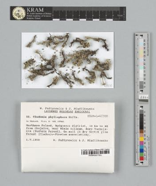 Cladonia phyllophora Ehrh. ex Hoffm.
