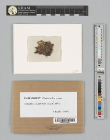 Cladonia alcicornis (Lightf.) Fr.