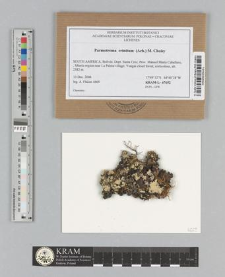 Parmotrema crinitum (Ach.) M. Choisy