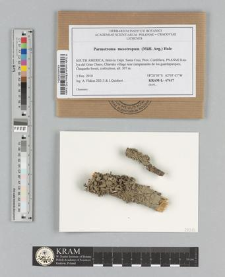 Parmotrema mesotropum (Müll. Arg.) Hale