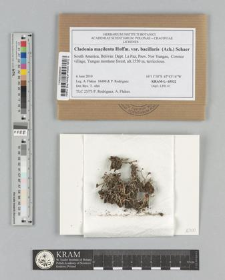 Cladonia macilenta var. bacillaris (Ach.) Schaer.