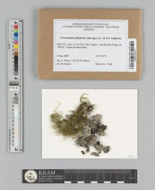 Coccocarpia palmicola (Spreng.) Arv. & D.J. Galloway