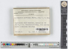 Micromphale perforans /Hoffm.: Fr./ S. F. Gray