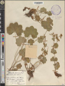 Alchemilla Achtarowii Pawł.