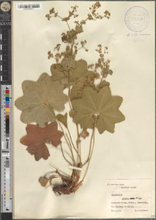 Alchemilla glabra Neyg.