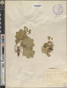 Alchemilla glabra Neygenf.