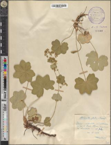 Alchemilla glabra Neygenf.