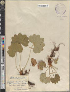 Alchemilla gorcensis Pawł.