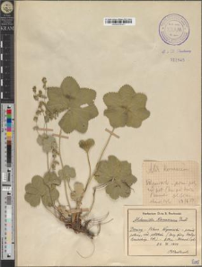 Alchemilla Kornasiana Pawł.