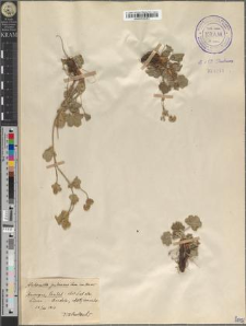 Alchemilla pubescens Lam. em. Buser