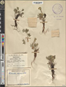 Alchemilla sericea Willd.
