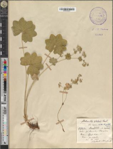 Alchemilla Walasii Pawł. cfr. fo. typica / fo. hirsutior