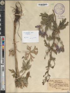 Aconitum variegatum L. subsp. variegatum