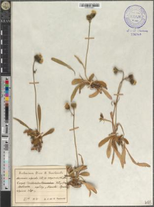 Hieracium alpicola Schl. subsp. ullepitschii (Błocki) Zahn