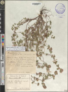 Thymus pulcherrimus Schur x ? pulegioides L.