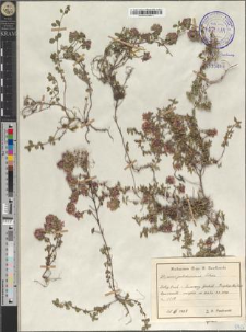 Thymus pulcherrimus Schur.