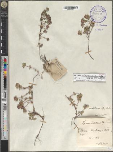 Thymus pulcherrimus Schur subsp. sudeticus (Lyka) P. A. Schmidt