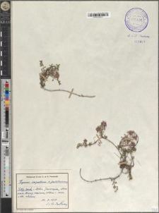 Thymus carpaticus × pulcherrimus