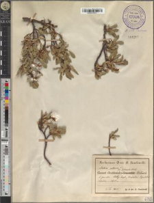 Salix retusa L. fo. pilosula Beck