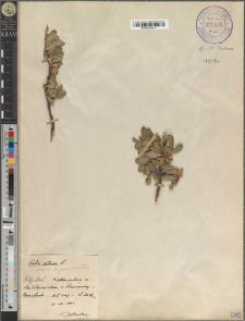 Salix retusa L. ± Jacquinii x retusa